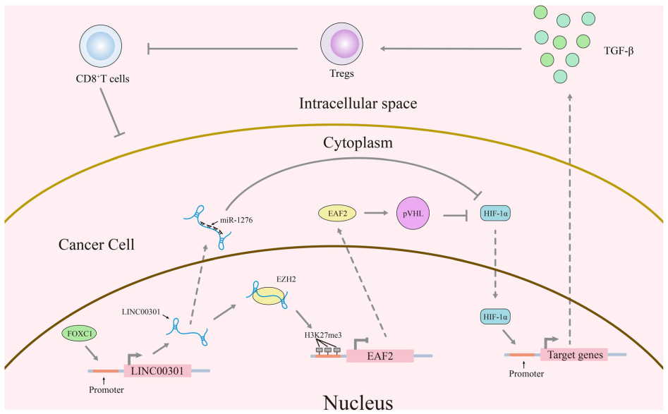 FOXC1介導(dǎo)的LINC00301通過調(diào)節(jié)HIF1α通路促進(jìn)非小細(xì)胞肺癌發(fā)展.png