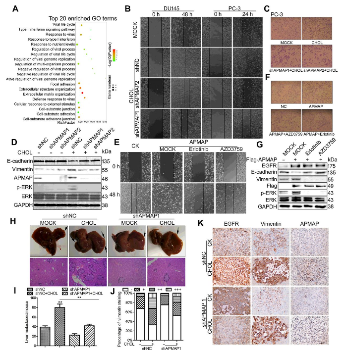 Co-IP-MS/MS、生物信息學(xué)分析-客戶文獻(xiàn)-輝駿生物.png