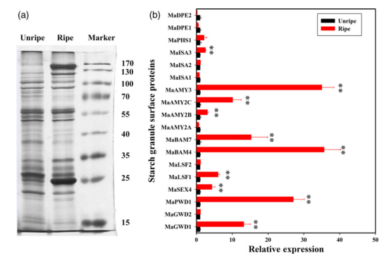 iTRAQ蛋白質(zhì)組學(xué)分析、itraq實(shí)驗(yàn)服務(wù)、iTRAQ技術(shù)