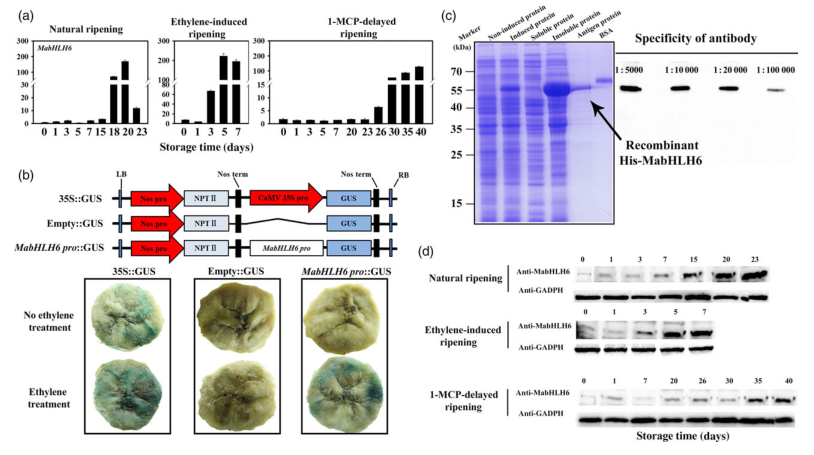 iTRAQ蛋白質(zhì)組學(xué)分析、itraq實(shí)驗(yàn)服務(wù)、iTRAQ技術(shù)