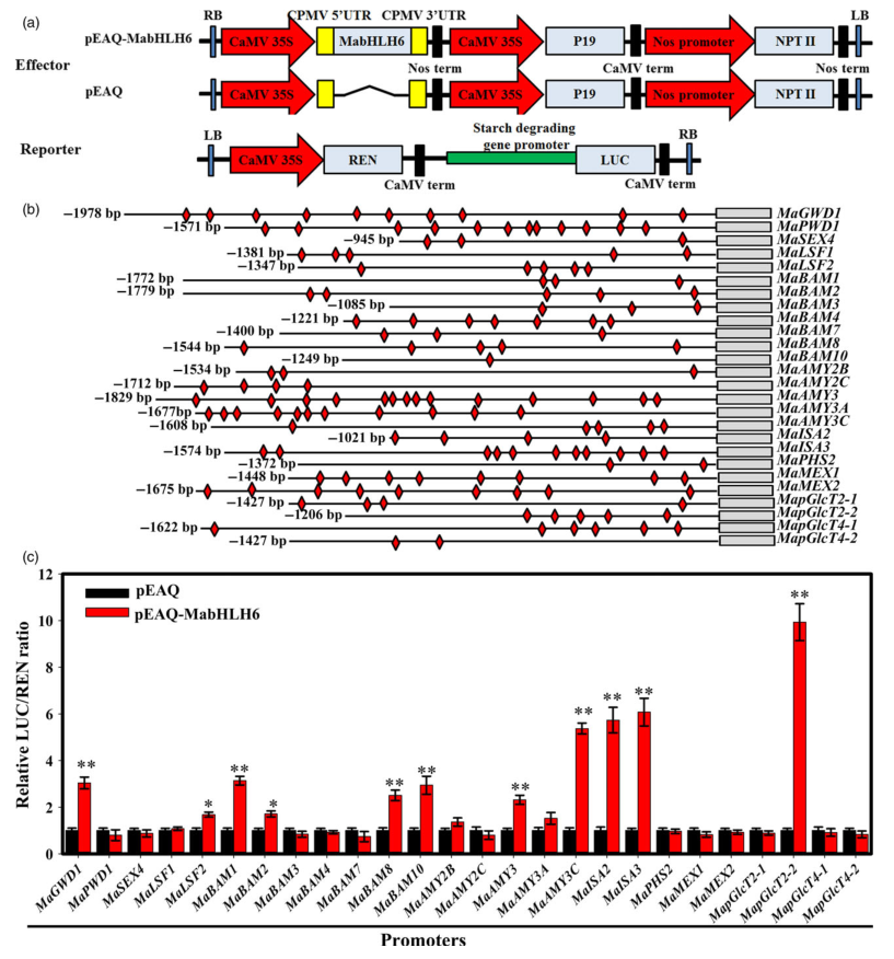 iTRAQ蛋白質(zhì)組學(xué)分析、itraq實(shí)驗(yàn)服務(wù)、iTRAQ技術(shù)