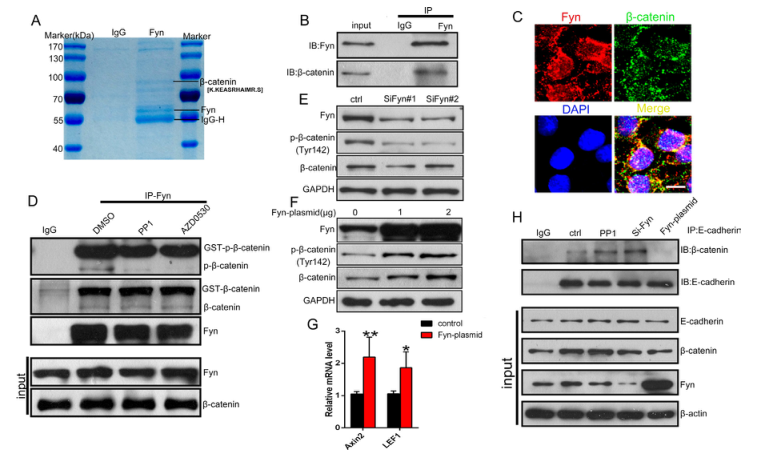 iTRAQ蛋白質組學分析、itraq實驗服務、iTRAQ技術