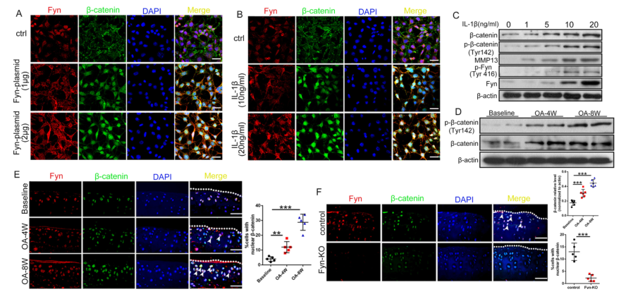iTRAQ蛋白質組學分析、itraq實驗服務、iTRAQ技術