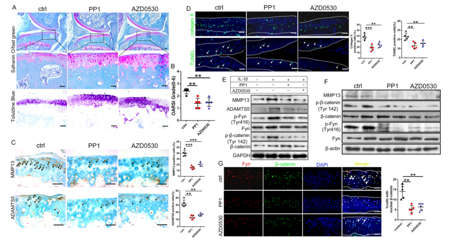 iTRAQ蛋白質組學分析、itraq實驗服務、iTRAQ技術