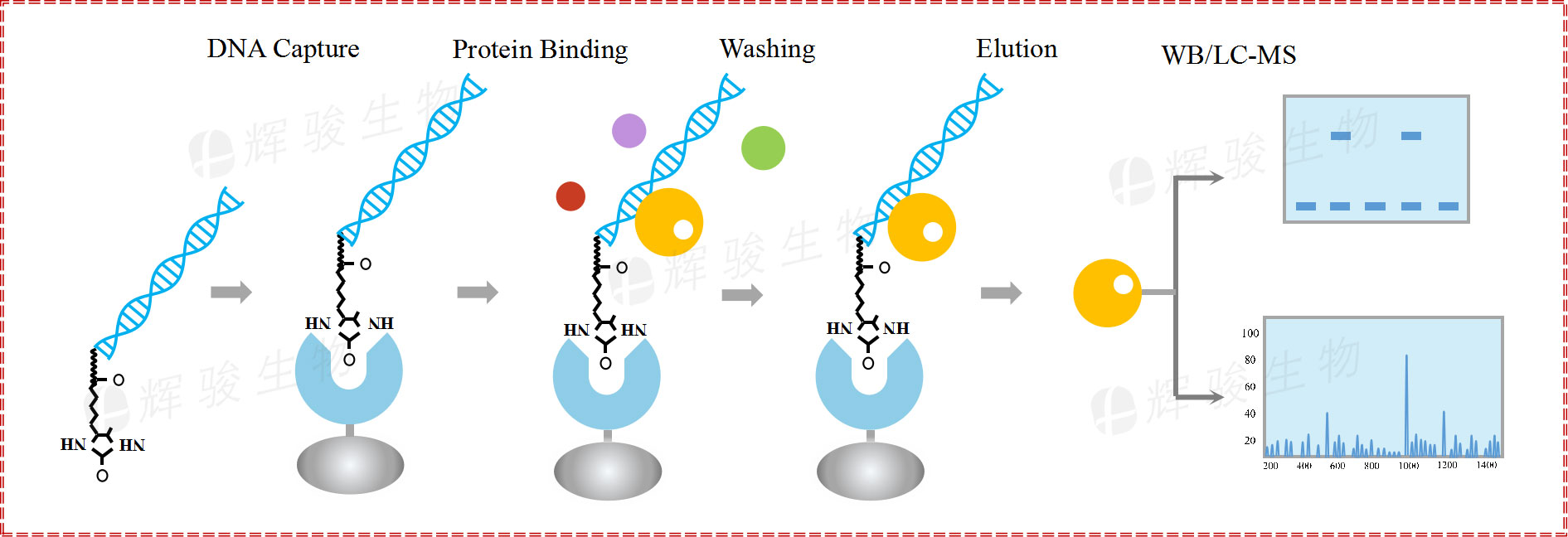 DNA pull down實驗技術(shù)服務(wù)步驟 dna pulldown WB實驗平臺公司