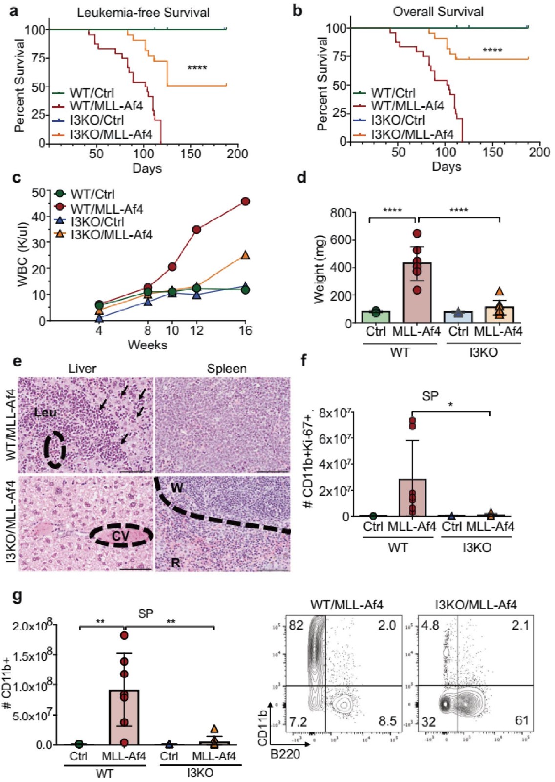 Igf2bp3 缺失延遲白血病發(fā)生并降低疾病嚴(yán)重程度。