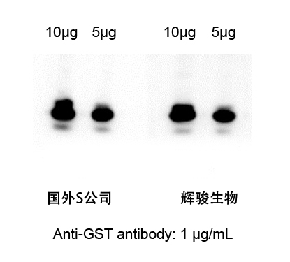 GST標簽抗體對比圖-輝駿生物.jpg