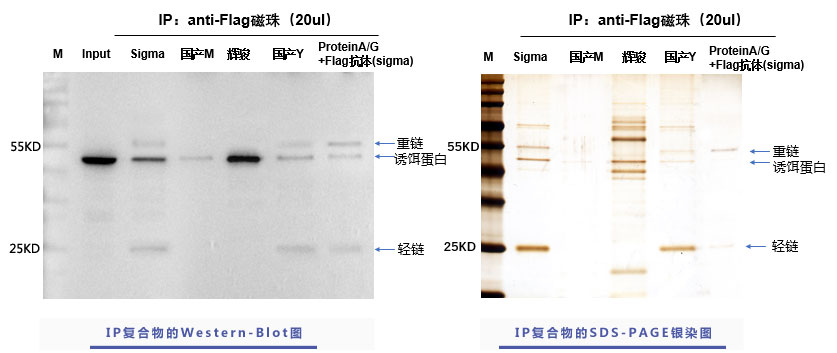 輝駿生物flag標簽抗體磁珠使用案例,強親和力,無抗體輕重鏈污染