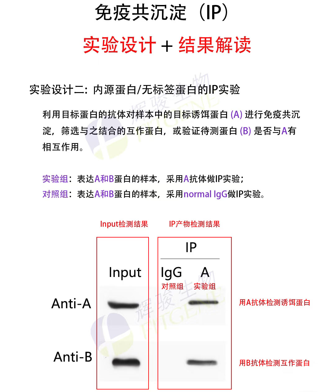 輝駿生物免疫共沉淀實(shí)驗(yàn)設(shè)計(jì)服務(wù)-周期短-服務(wù)到投稿