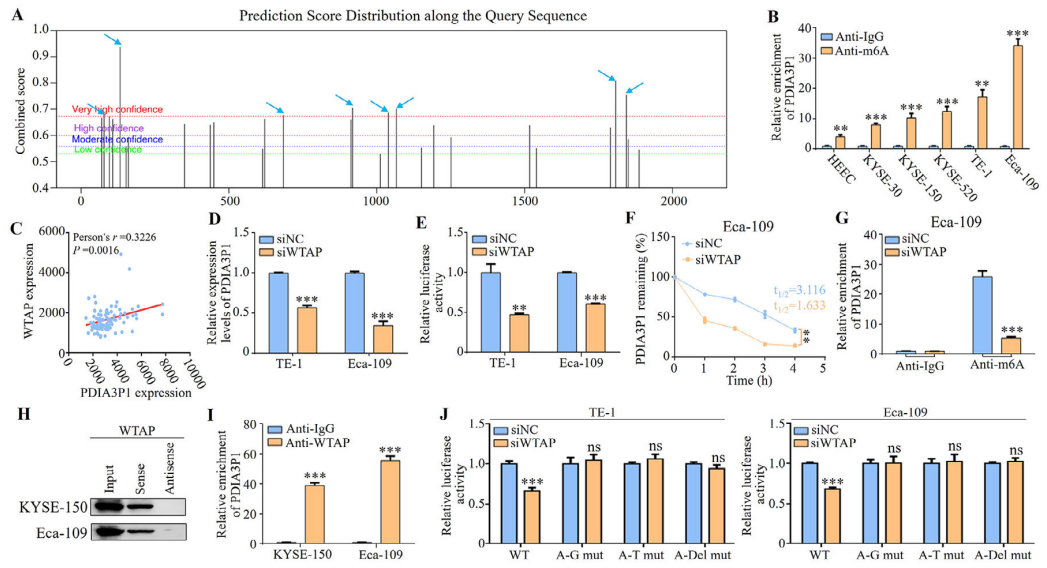 PDIA3P1穩(wěn)定性增強源于IGF2BP1對WTAP介導的m6A修飾的識別