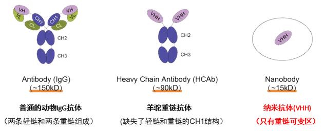IgG抗體與納米抗體結(jié)構(gòu)示意圖-輝駿生物.jpg IgG抗體與納米抗體結(jié)構(gòu)示意圖-輝駿生物.jpg