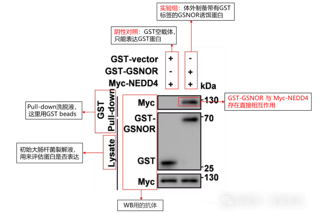 Pull-down 實(shí)驗文獻(xiàn)解讀-輝駿生物.png