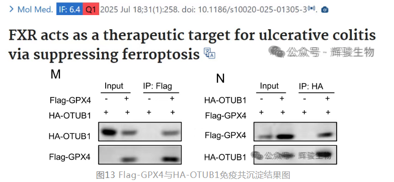 Co-IP、GST pull-down客戶文章.png