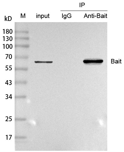 輝駿生物Anti-Mouse IgG for IP, VHH (HRP conjugated) ，IP專用納米二抗-價(jià)格實(shí)惠/質(zhì)量好.jpg