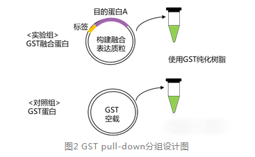 GST pull-down分組設(shè)計(jì)圖-輝駿生物pull down文獻(xiàn).png